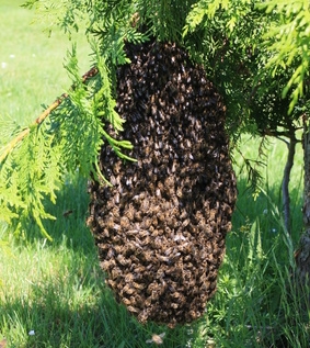 Ein Bienenschwarm in einer Thuja