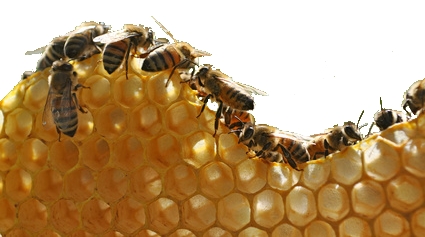 Bienen auf der Wabe