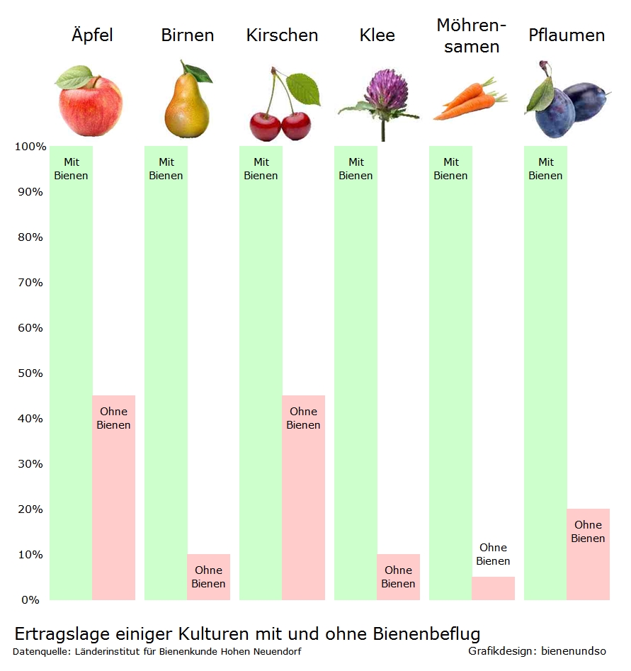 Beispiel Äpfel: 2016 wären ohne Bienenbestäubung ca 300.000 Tonnen weniger Äpfel geerntet worden