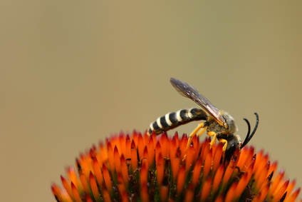 Gelbbindige Furchenbiene auf Echinacea