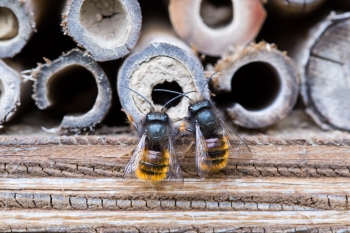 Pärchen der Gehörnten Mauerbiene am Insektenhotel